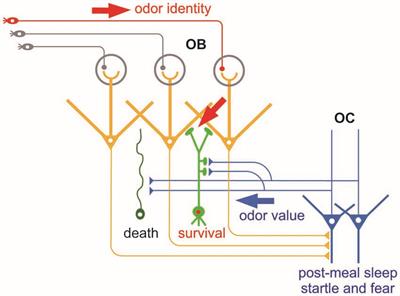 Functional Sub-Circuits of the Olfactory System Viewed from the Olfactory Bulb and the Olfactory Tubercle